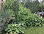 Озеленение - Раздел: Услуги в строительной отрасли
